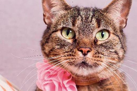 6 accesorios para gatos que no le pueden faltar a tu mascota
