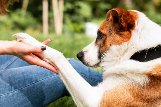 Cuida las Articulaciones de tu Mascota: Una Guía para el Bienestar Canino