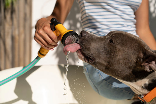 Guía para Cuidar a tu Mascota en Días Calurosos: Consejos para el Verano
