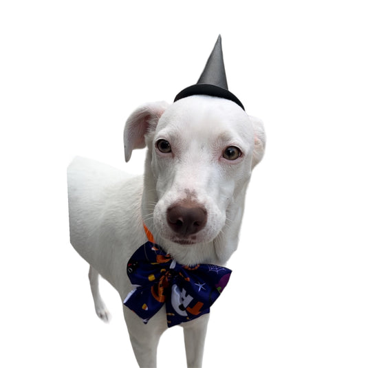 Collar Moño Boo Halloween para perro y gato - Unisex