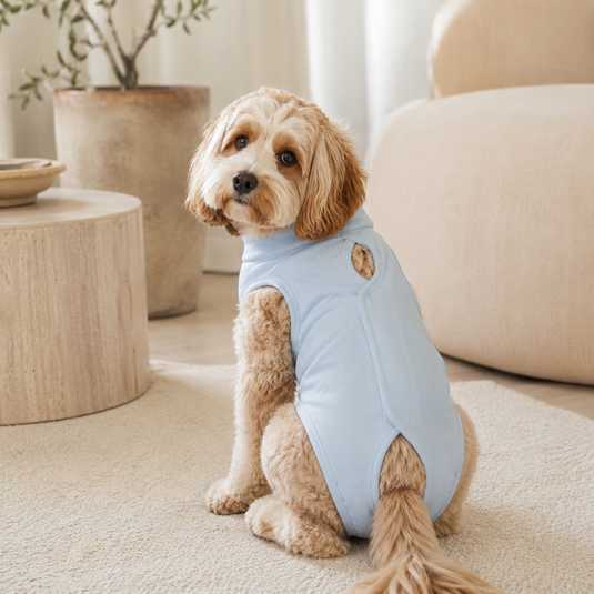 Perro usando enterizo postquirúrgico azul con velcro para proteger heridas y facilitar la recuperación después de cirugía