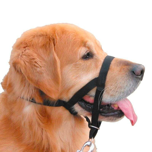 training muzzle