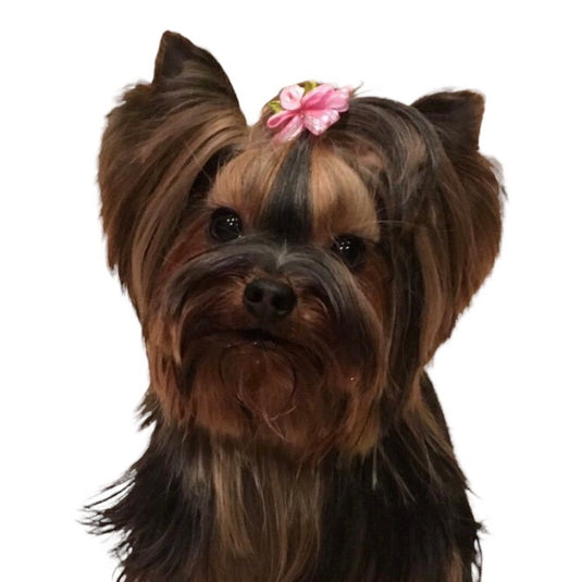 Bows for individual dogs