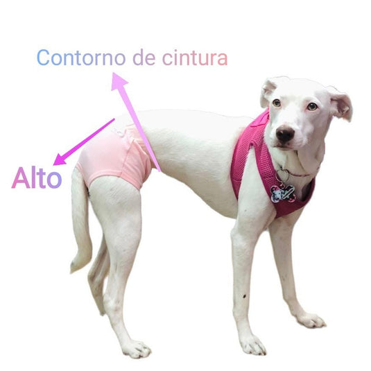 Panty para perritas