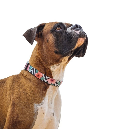 Collar para perro (Zeedog)
