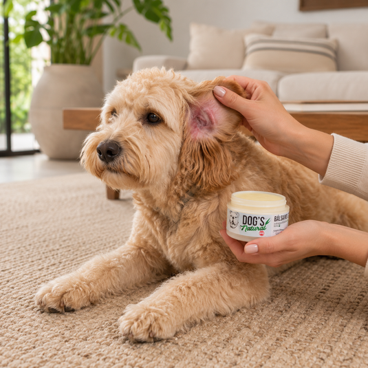 Perro con irritación en la piel y oreja mientras recibe aplicación de bálsamo natural para mascotas
