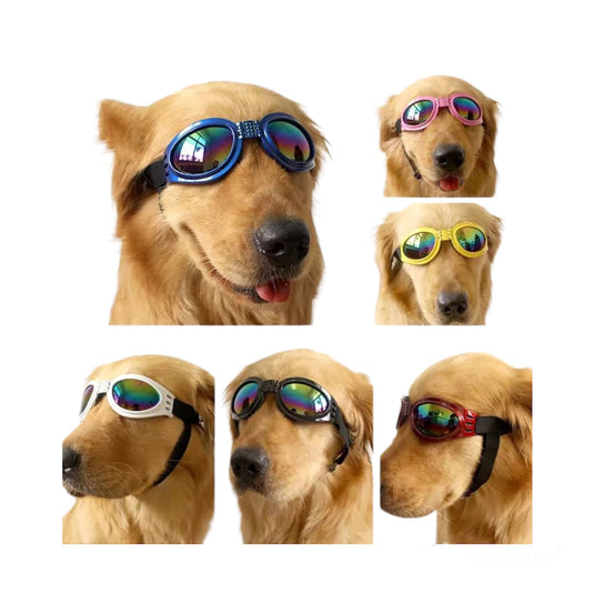 Glasses for large and medium dogs