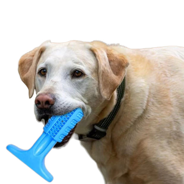 tooth toy