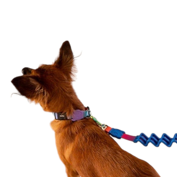 Cuerdas Ruff para perro (Zeedog)